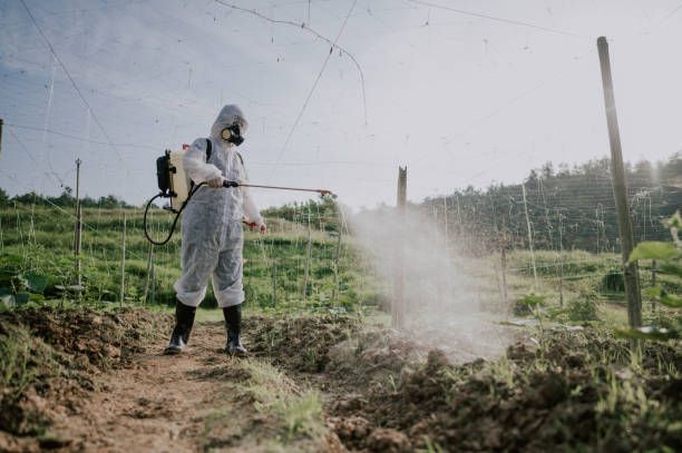 Best Ant Control Services  in Keene, TX