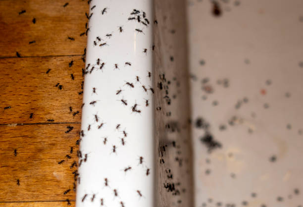 Best Termite Control Services  in Keene, TX