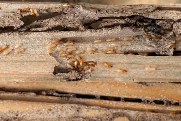 Insect Control in Keene, TX