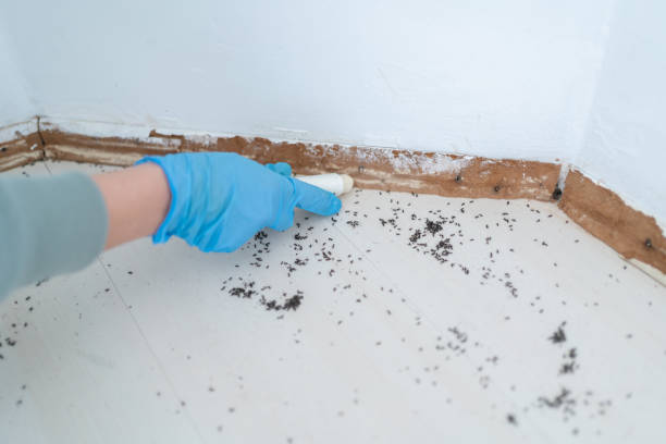 Best Pest Prevention Services  in Keene, TX